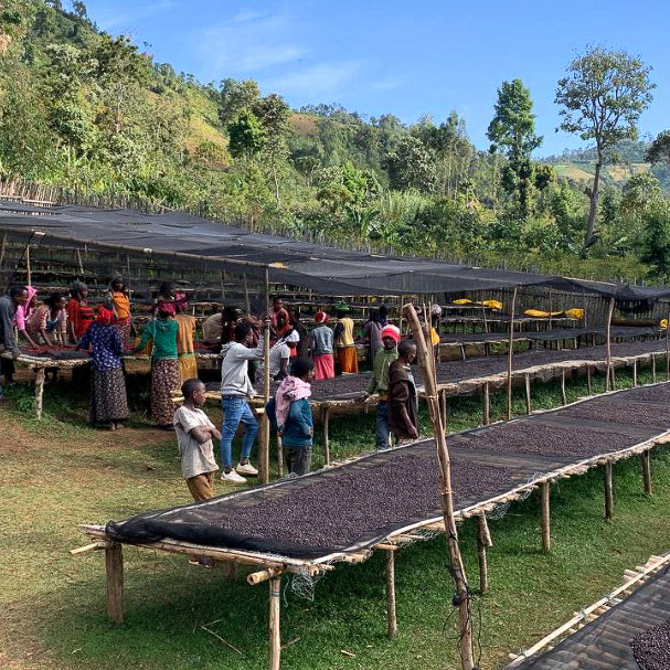 Bekele Belacho Kokose Natural