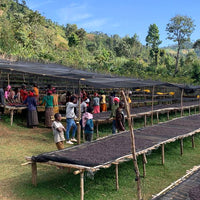 Bekele Belacho Kokose Natural