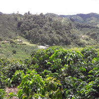 Buena Vista Pink Bourbon Natural
