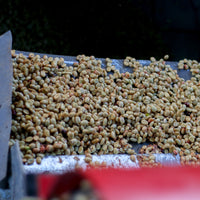 Lima MWP Decaf