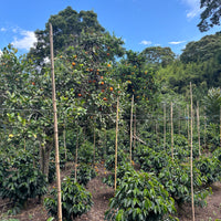 El Chaferote Pink Bourbon Washed