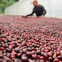 Las Brujas Gesha Natural
