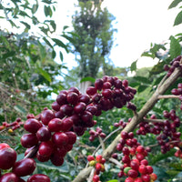 Las Brujas COD Ethiopian Natural