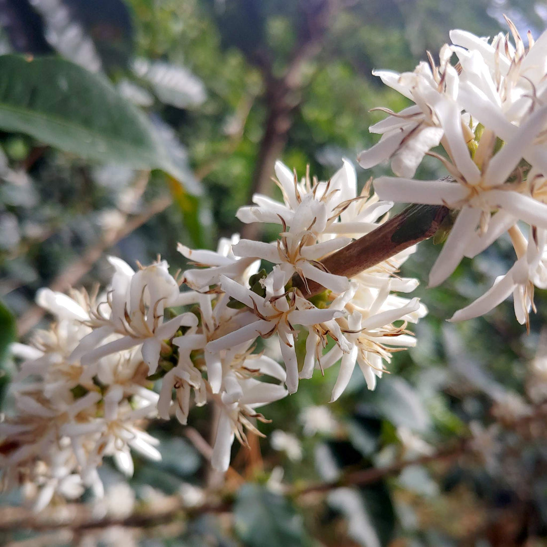 El Matazano Pacamara Washed