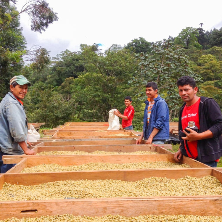 Sabio Villa Sarchi Anaerobic Washed