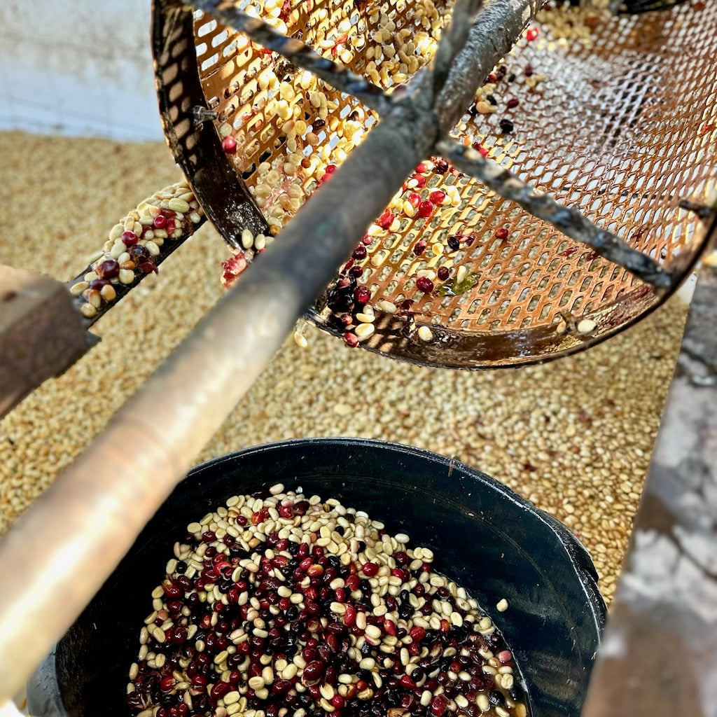 El Matazano Pacamara Washed