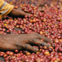 Dur Feres Natural SWP Decaf