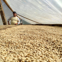 Chito Community Blend Washed