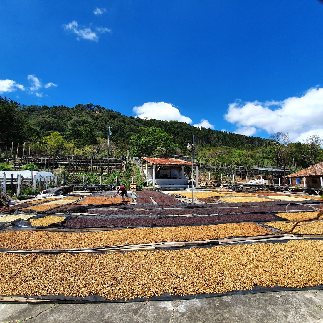 La Lagunita Pacamara Natural