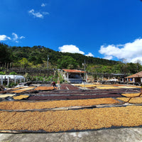 La Lagunita Pacamara Natural