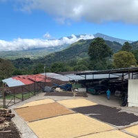 Las Brujas COD Ethiopian Natural