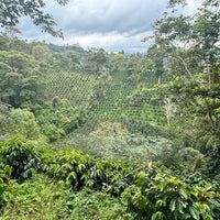 Finca Filadelfia Pink Bourbon Honey