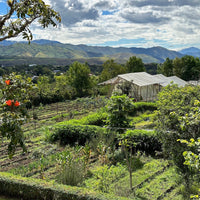 Villa Loyola Carbonic Maceration