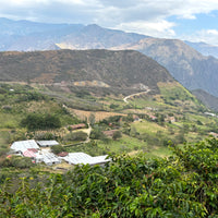 Typica Reserve Yeast Process