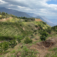 Typica Anaerobic Natural