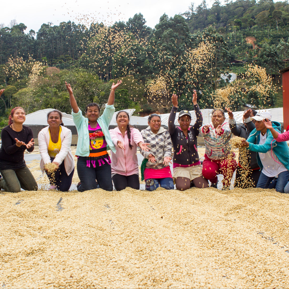 Sabio Villa Sarchi Anaerobic Washed