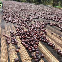 Mehbuba Sied Guji Uraga Natural