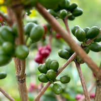 Buena Vista Pink Bourbon Natural