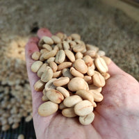 Chito Community Blend Washed