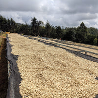 Gatomboya Peaberry