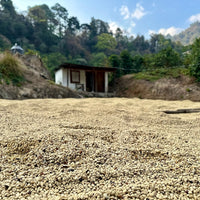 Pacamara Washed