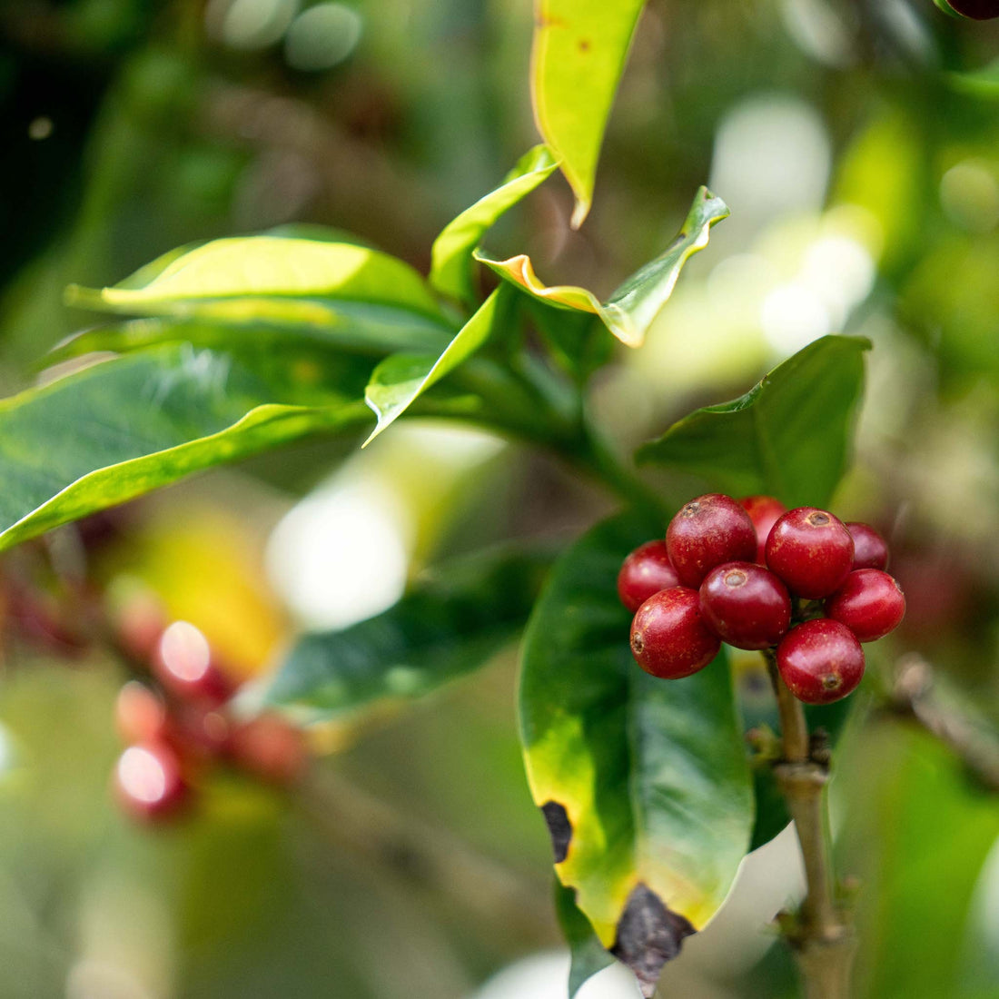 Peru SWP Decaf