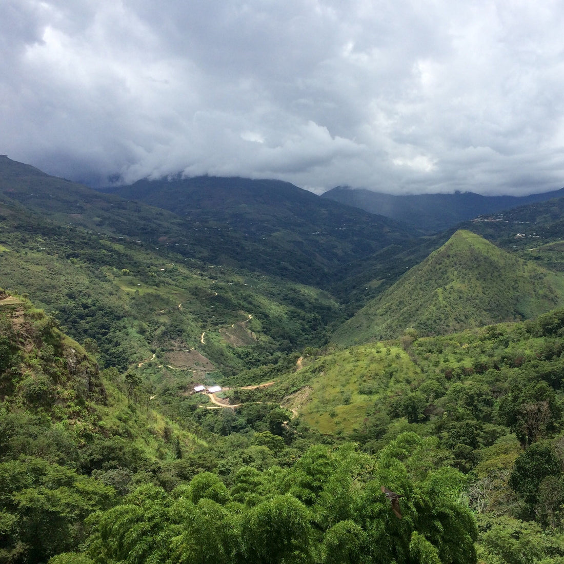 Peru SWP Decaf