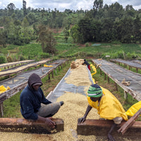 Gatomboya Peaberry
