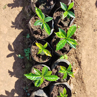 La Primavera SL28 Natural