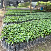 Las Margaritas Gesha Hybrid Washed