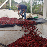 La Muela Pacamara Washed