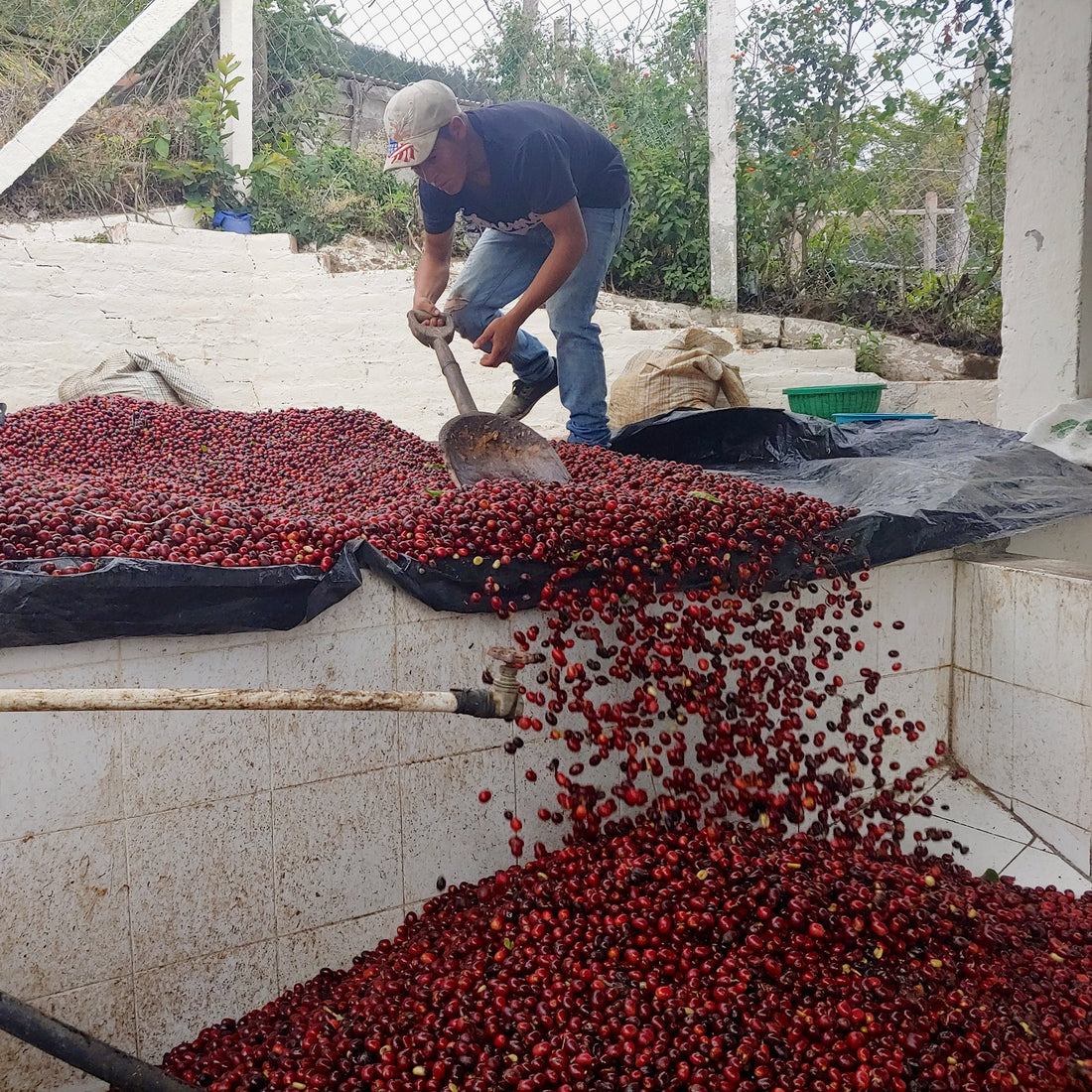 La Lagunita Pacamara Natural