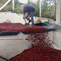 La Lagunita Pacamara Natural
