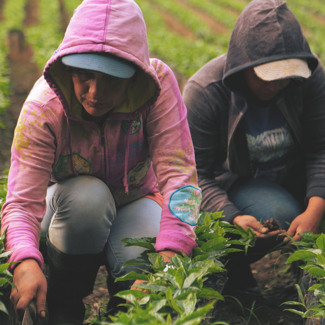 Sabio Villa Sarchi Anaerobic Washed