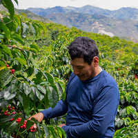 Oak Barrel-Aged Typica