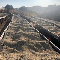 Iyenga AMCOS Peaberry Washed