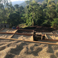Iyenga AMCOS Peaberry Washed