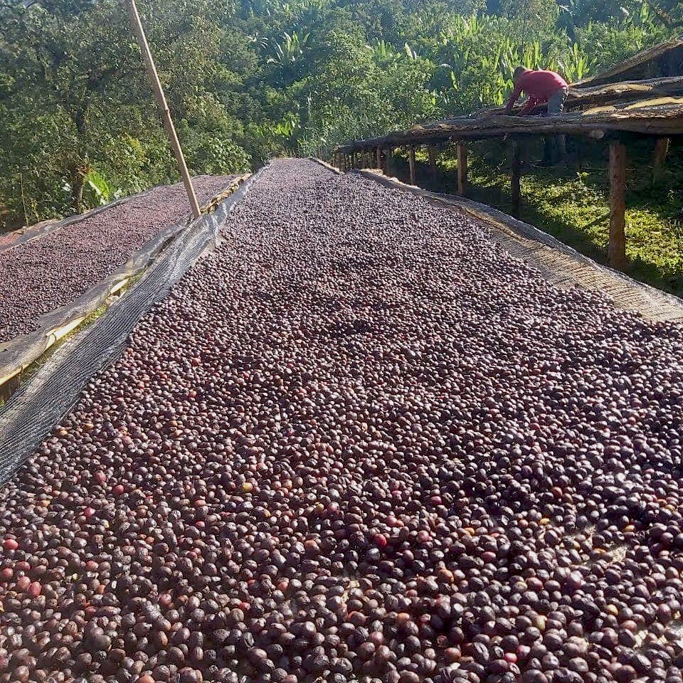Tariku Kare Bensa Natural
