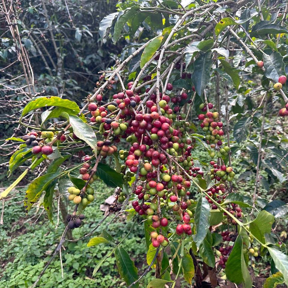Tariku Kare Bensa Natural