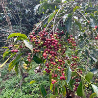 Tariku Kare Bensa Natural