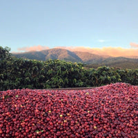 San Isidro Red Honey