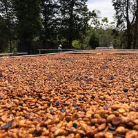 San Isidro Red Honey