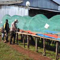 Tero Outgrowers Dimtu Shakiso Washed