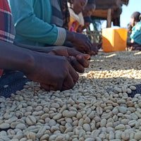 Tero Outgrowers Dimtu Shakiso Washed