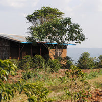 Mustefa Natural