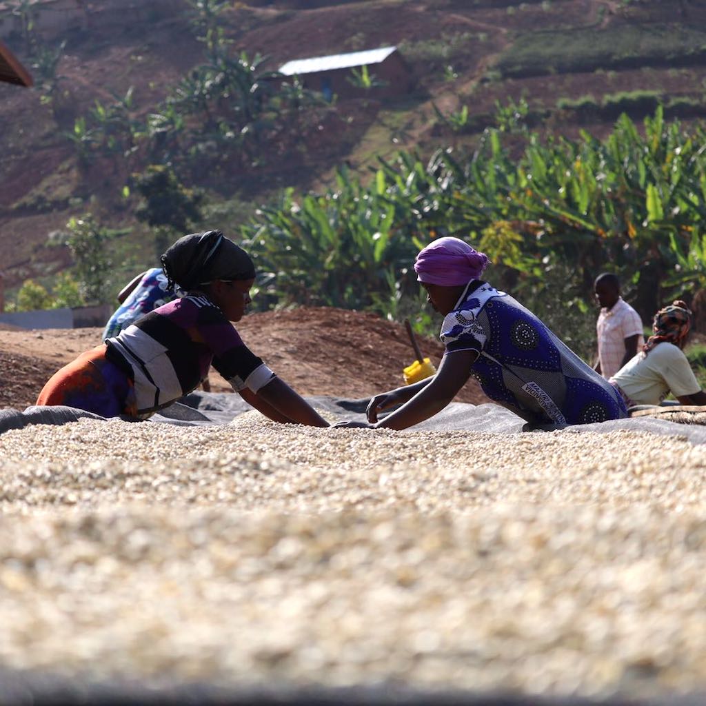Kinini Village Washed