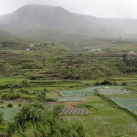 Kerinci Labah Rimbo Honey
