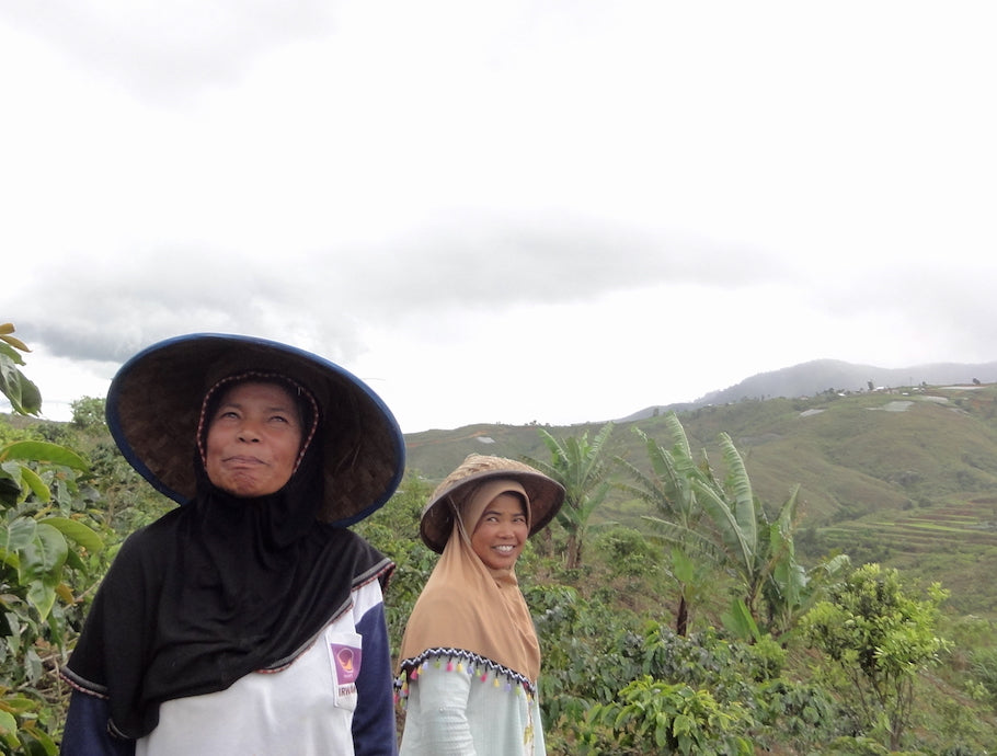 Kerinci Labah Rimbo Honey