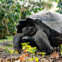 La Tortuga AAA