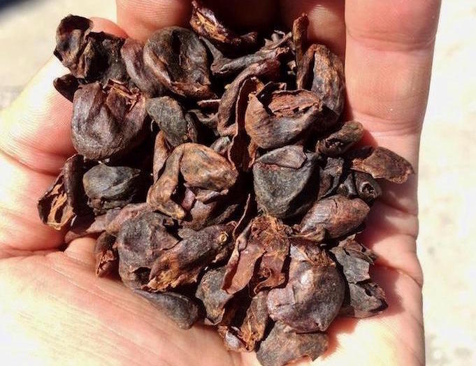 What is Cascara, and what should you do with it? – PT's Coffee